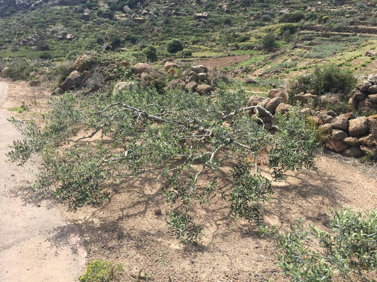 Dammusi Il Serralh -Pantelleria- Villa Scauri  Exterior photo